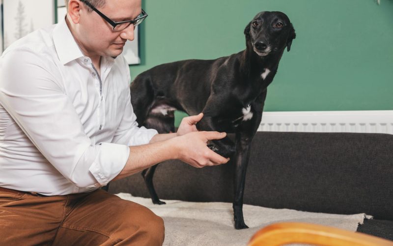 tierarzt-julian-stangl-roding_017_WEB