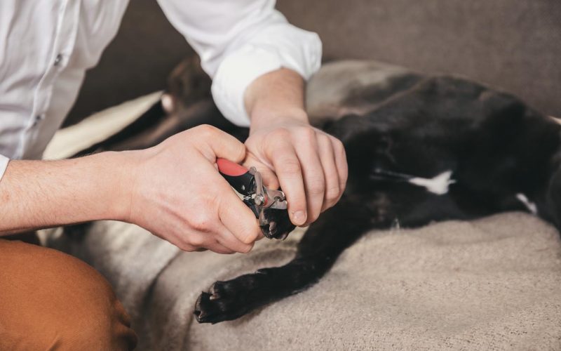 tierarzt-julian-stangl-roding_039_WEB