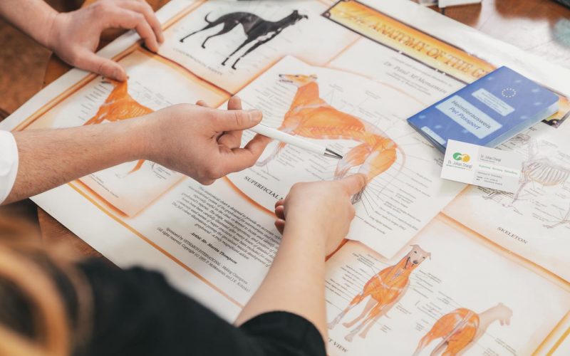 tierarzt-julian-stangl-roding_091_WEB