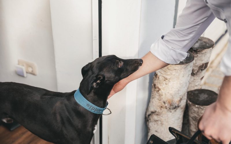 tierarzt-julian-stangl-roding_105_WEB